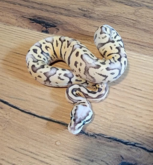 Firefly Ball Python Drawing Firefly Ghi Ball Python by Striking Scales