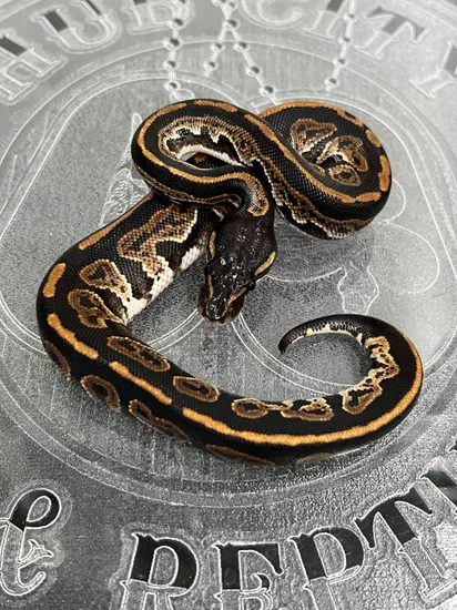 Blackhead Huffman Ball Python Blackhead Huffman Ball Python by Hub City Koi & Reptiles
