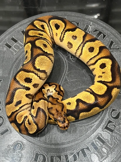 OD Gravel/Yellowbelly Clown Ball Python by Hub City Koi & Reptiles