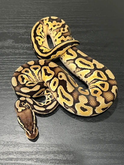 Mahogany Russo GeneX Yellowbelly Het Pied Ball Python by Hub City Koi ...