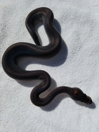 💥Black Matter 🤔Black Head Black Pastel Cinnamon Pos Scrambler Xtreme ...