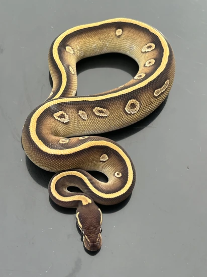 Hydra Black Head Yellowbelly Mojave Ball Python by Hub City Koi & Reptiles