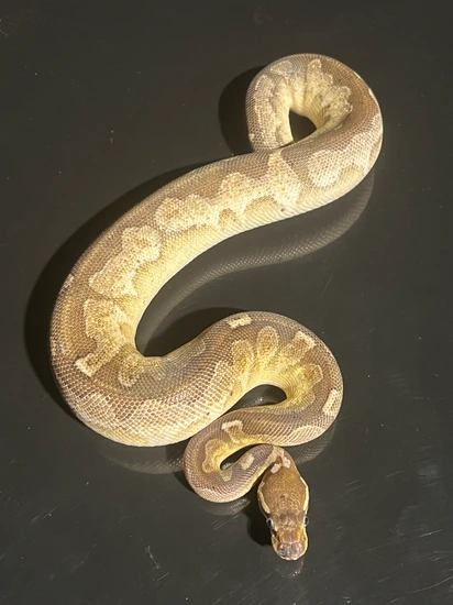 Bamboo Blackhead/Black Pastel Scrambler Poss Hydra Ball Python by Hub ...