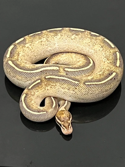 Freeway 66% DH Hypo Clown Ball Python by Hub City Koi & Reptiles