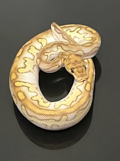Raven Hurricane Fire Butter Clown Ball Python by Hub City Koi & Reptiles