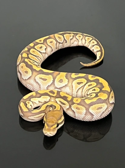 Cypress Lesser Hypo Het Sunset Ball Python by Hub City Koi & Reptiles
