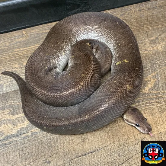 Silver Bullet Possible SandBlast Ball Python by Hudson Morphs