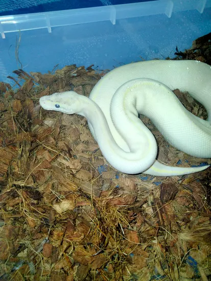 Blackhead Huffman Ball Python Ivory Poss Blackhead Ball Python by Huffman's Southern Bred Pythons