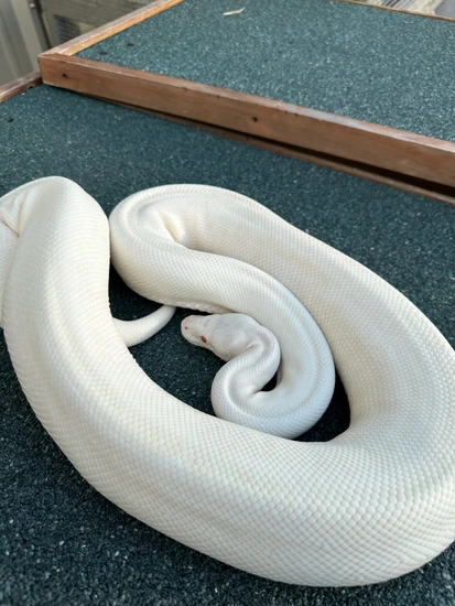 TSK SNOW BALL (Proven Breeder) Ball Python by Palumbo's Pythons & Boas
