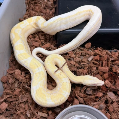 Palumbo's Pythons & Boas - MorphMarket