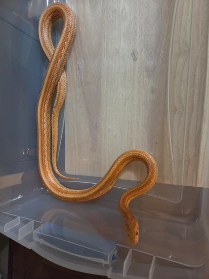 Corn Snakes by HVHerps