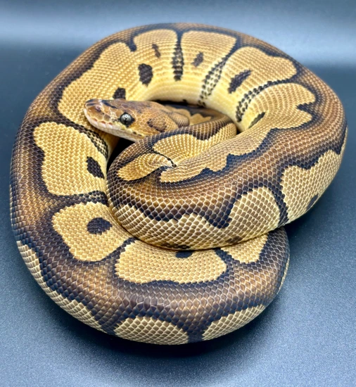 Clown Male Ball Python 640g by Ruby Exotic Pets