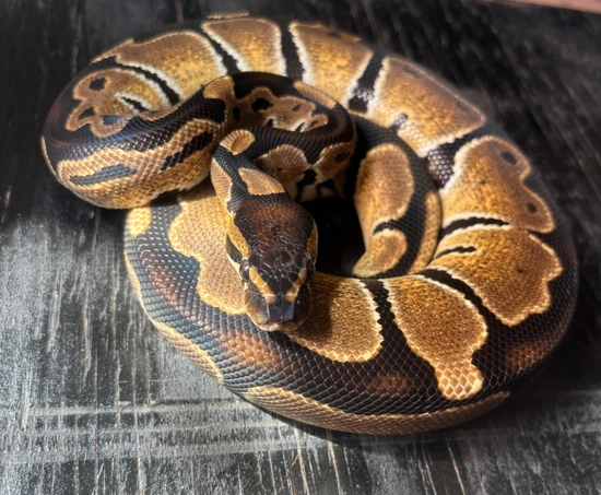 Orange Dinker Group Of 5 Juveniles Ball Python by Ruby Exotic Pets