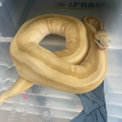 Male Banana Stranger Leopard Butter Het Clown Ball Python - male for sale from Brewsters ballz