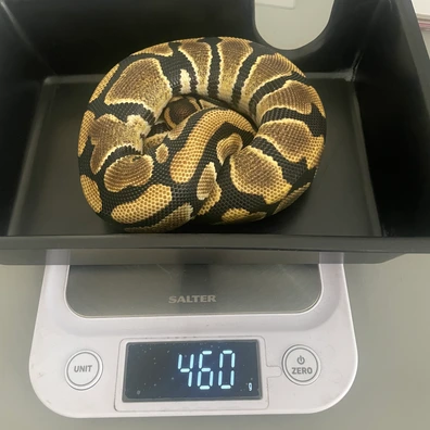 Yellow Belly Het Dg Poss Het Clown Ball Python - male for sale from Brewsters ballz