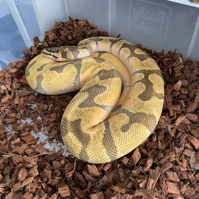 1.0 Of Super Enchi Hypo 0.1 Cinnamon Yb/ Gravel Poss Het Hypo Ball Python - unknown for sale from Brewsters ballz