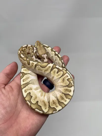 Bamboo YB Cinnamon 50% Het. Clown Ball Python by Carolina Royal Dragons