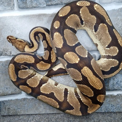 Cb21 Fire 100% Het Desert Ghost Proven Breeder Ball Python - female for sale from Axanthic angel