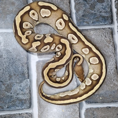 Cb23 Orange Dream Fire Mojave 100% Dhet Hypo Pied Ball Python - female for sale from Axanthic angel