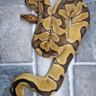 Cb23 Blade Clown Ball Python - female for sale from Axanthic angel