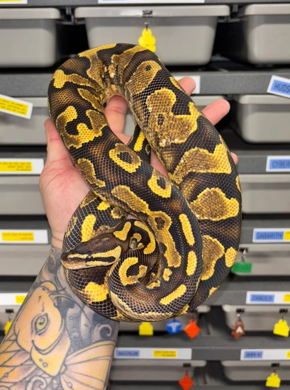 Scrambler Yellowbelly (Calico) 50%Het Pied 50%Het Clown Ball Python by ...