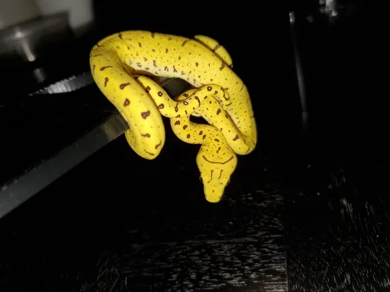 Green Tree Python Perched Merauke Green Tree Python by Perched-Up Pythons