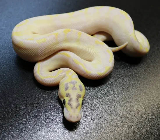 Super? Pastel Super? Enchi Ivory Ball Python by Regius Creations