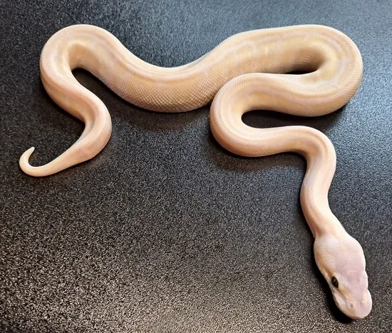 Pastel Mocha Ball Python Russo Phantom Or Mocha Possible Pastel And Spider Ball Python by Regius ...