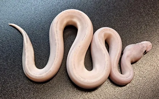 Ivory Pewter Ball Python by Regius Creations