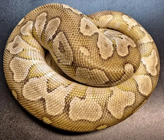 Proven Breeder Platty Daddy Ball Python by Regius Creations