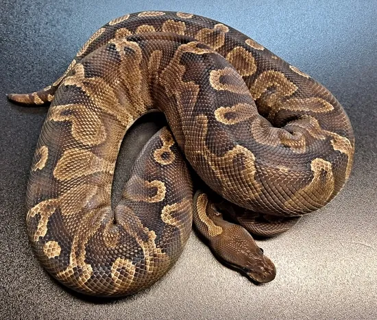 GHI Cinnamon Ball Python by Regius Creations