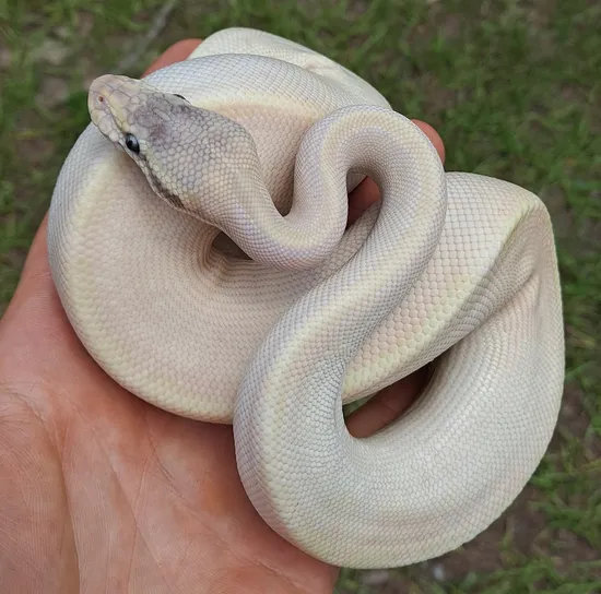 BEL Ball Python by Regius Creations