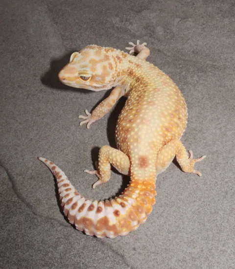 Rainwater Het Eclipse (W/Y?) Leopard Gecko by Impeccable Gecko