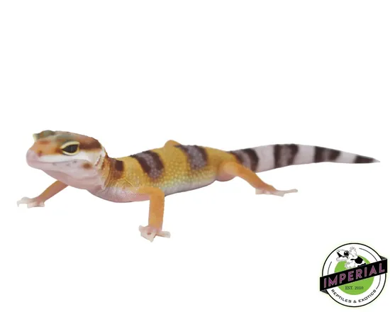 Sunglow Leopard Gecko by Imperial Reptiles & Exotics, LLC