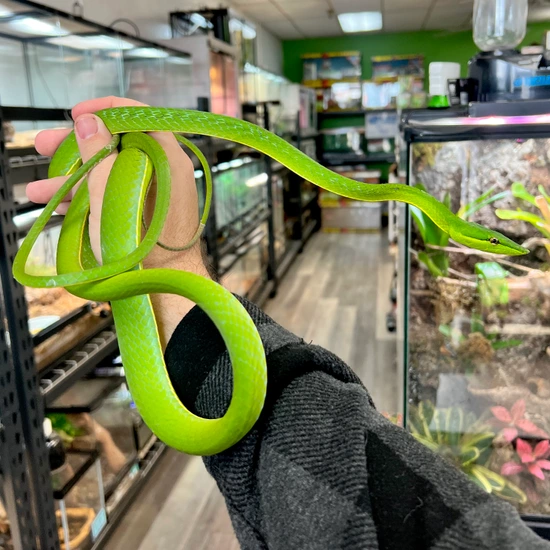 South American Giant Vine Snake (Oxybelis Fulgidus) More Colubrids