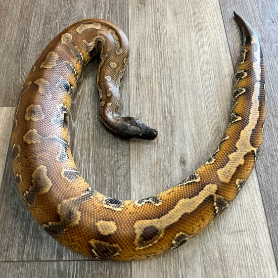 Red Blood Python by Aquatropics Reptiles