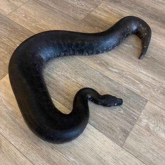 Black Blood Python - Gorgeous Sumatran Short-Tailed Python by ...