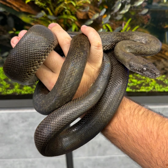 Macklot's Python Size Macklots Python Macklot's Python by Aquatropics Reptiles