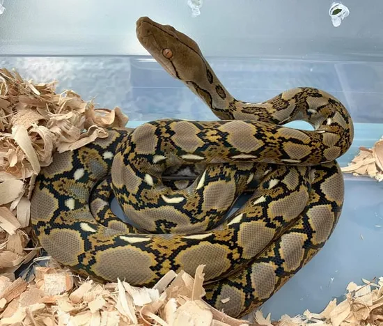 Normal 100% Het Purple Albino 50% Het Genetic Stripe Reticulated Python ...
