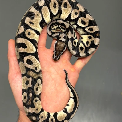 Pastel Axanthic TSK DH Desert Ghost Clown Ball Python - male for sale from MySnake_EU