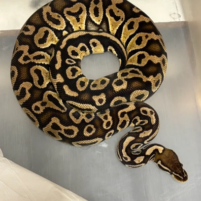 Hurricane Pastel DH Desert Ghost Ultramel Ball Python - female for sale from MySnake_EU
