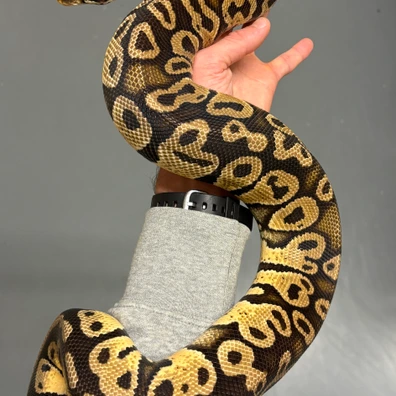 Hurricane Pastel DH Desert Ghost Ultramel Ball Python - male for sale from MySnake_EU