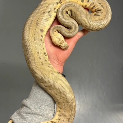 Super Pastel Clown Ball Python - male for sale from MySnake_EU