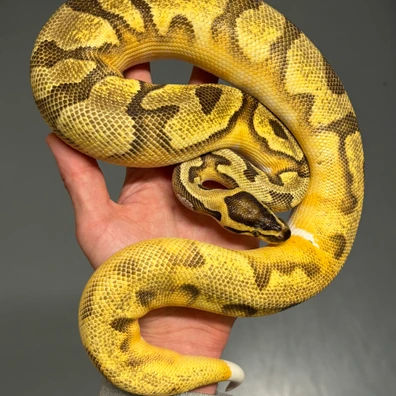 ODYB Enchi Piebald Het Axanthic TSK Ball Python - male for sale from MySnake_EU