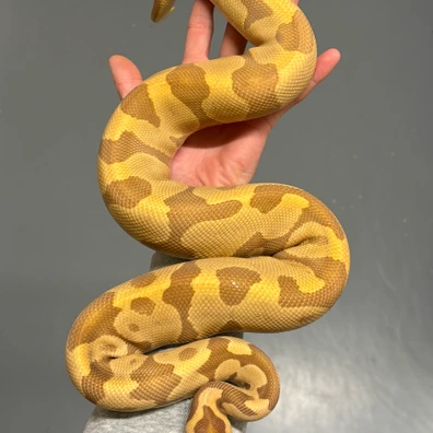 Only For Houten Enchi Léopard Ultramel 66% Het Clown Ball Python - male for sale from MySnake_EU
