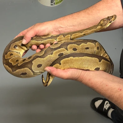 Only For Houten Clown Ball Python - female for sale from MySnake_EU