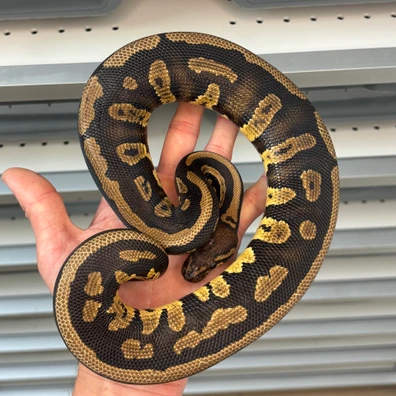 Mahogany Confusion Ball Python - male for sale from MySnake_EU