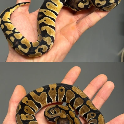 Pair DH Puzzle Desert Ghost Ball Python - female for sale from MySnake_EU