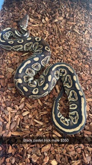 Black Pastel Trick Ball Python by Infernal Coils bloods and balls
