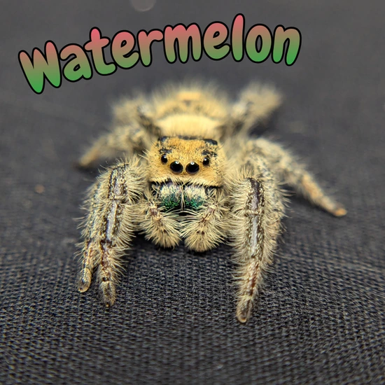 Watermelon Spoder Regal Jumping Spider Female “Watermelon” by Exotics Source Formely ...